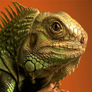 Lizard Wallpapers-APK