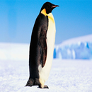 Penguin Backgrounds-APK