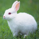 Rabbit Wallpapers-APK