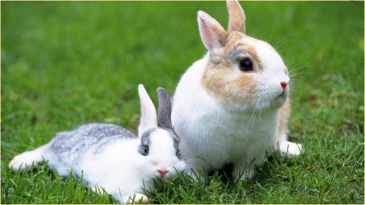 Android 用の ウサギの壁紙 Apk をダウンロード