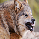 Wolf Wallpapers-APK