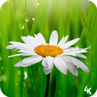 Flower Wallpaper 아이콘