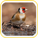 European Goldfinch Wallpapers APK