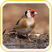 European Goldfinch Wallpapers