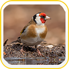 European Goldfinch Wallpapers icon