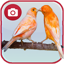 APK Canary Birds Wallpaper