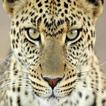 Big Cats Wallpapers