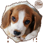 HD Awesome Beagle Wallpapers - Pets Dogs icône