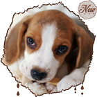 HD Awesome Beagle Обои для собак иконка