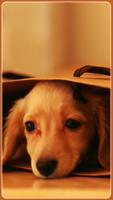 HD Awesome Beagle Обои для собак постер
