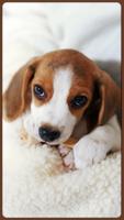 HD Awesome Beagle Wallpapers - Pets Dogs capture d'écran 2