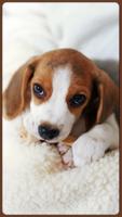 HD Awesome Beagle Wallpapers - Pets Dogs 스크린샷 2