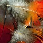 Feather Wallpapers icono