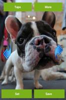 French bulldogs screenshot 1