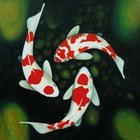 Koi Fish Wallpapers simgesi