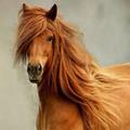 Horses Wallpapers