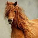 Horses Wallpapers APK