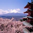 Japanese cherry Wallpapers HD-APK
