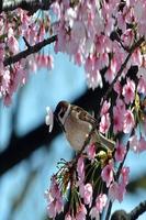 Japanese cherry Wallpapers HD bài đăng