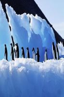 Antarctica Wallpapers HD ポスター