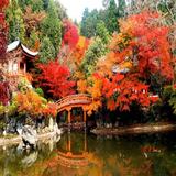 Autumn in Japan Wallpapers HD ícone
