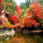 Autumn in Japan Wallpapers HD icône