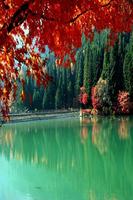 Autumn in Japan Wallpapers HD پوسٹر