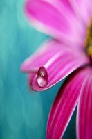 Drops Wallpapers HD постер