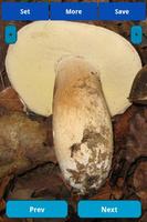 1 Schermata Mushrooms wallpapers