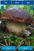 Mushrooms wallpapers اسکرین شاٹ 2