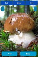 Mushrooms wallpapers ภาพหน้าจอ 3