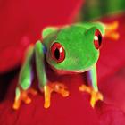 Frog wallpapers 图标