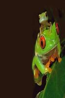 Frog wallpapers plakat