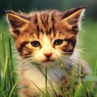 Kitties Wallpapers HD icon