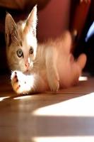 Kitties Wallpapers HD скриншот 3