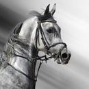 Black White Horse Wallpaper HD-APK