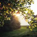 Morning wallpapers