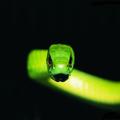 Snake Wallpapers HD
