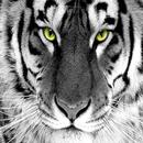 White tiger wallpapers HD APK