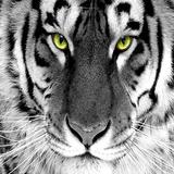 White tiger wallpapers HD آئیکن