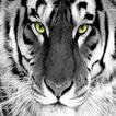 White tiger wallpapers HD