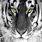 White tiger wallpapers HD biểu tượng