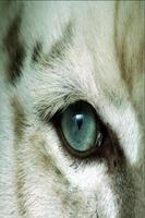 White tiger wallpapers HD capture d'écran 3