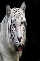 White tiger wallpapers HD โปสเตอร์