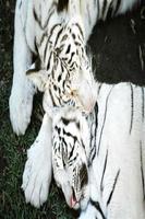 White tiger wallpapers HD ภาพหน้าจอ 1