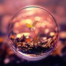 Macro Wallpapers APK