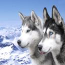 APK Snow Dogs Wallpapers