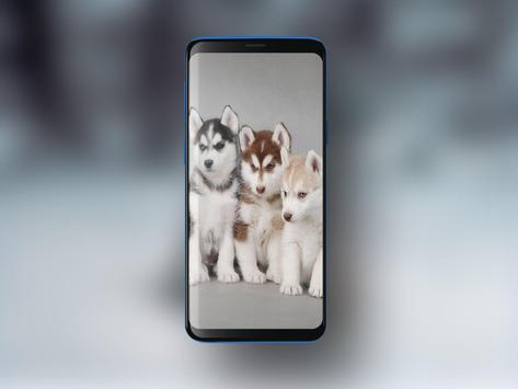 siberian husky hd wallpapers for android apk download