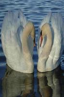 swan Wallpapers HD ポスター