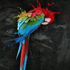 Parrots Wallpapers 圖標